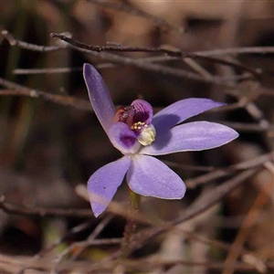 Cyanicula caerulea at Gundaroo, NSW - suppressed