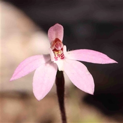 Caladenia fuscata (Dusky Fingers) at Gundaroo, NSW - 20 Sep 2024 by ConBoekel