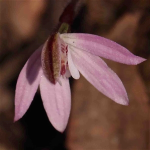 Caladenia fuscata at Gundaroo, NSW - suppressed