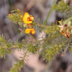 Pultenaea (genus) (bush peas) at Gundaroo, NSW - 20 Sep 2024 by ConBoekel