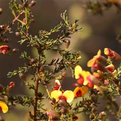 Dillwynia phylicoides (A Parrot-pea) at Gundaroo, NSW - 20 Sep 2024 by ConBoekel