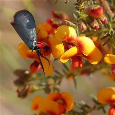 Zygaenidae (family) (Forester and Burnet moths) at Gundaroo, NSW - 20 Sep 2024 by ConBoekel