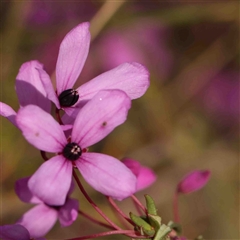 Tetratheca bauerifolia (Heath Pink-bells) at Gundaroo, NSW - 20 Sep 2024 by ConBoekel