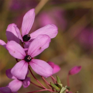 Tetratheca bauerifolia at Gundaroo, NSW - 20 Sep 2024