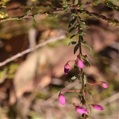 Tetratheca bauerifolia at Gundaroo, NSW - 20 Sep 2024