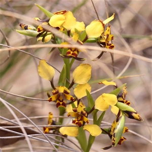 Diuris pardina at Gundaroo, NSW - 20 Sep 2024