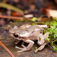 Litoria dentata at Lake Conjola, NSW - 25 Sep 2024 by lofty8afish