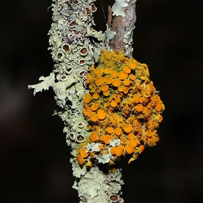 Teloschistes sp. (genus) at Strathnairn, ACT - 17 Aug 2024 by TimL