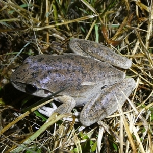 Litoria lesueuri at Charleys Forest, NSW - 25 Sep 2024