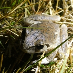 Litoria lesueuri at Charleys Forest, NSW - 25 Sep 2024