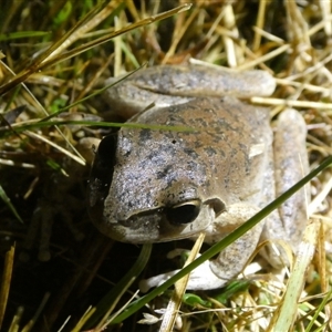 Litoria lesueuri at Charleys Forest, NSW - suppressed