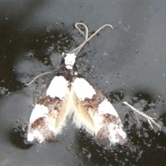 Monopis icterogastra at Charleys Forest, NSW - suppressed