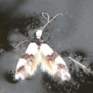 Monopis icterogastra at Charleys Forest, NSW - suppressed