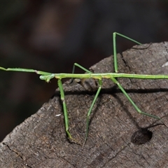 Pseudomantis albofimbriata at Strathnairn, ACT - 17 Aug 2024 by TimL