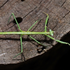 Mantidae (family) adult or nymph at Strathnairn, ACT - 17 Aug 2024 11:59 AM