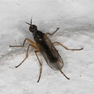 Unidentified True fly (Diptera) at Melba, ACT - 24 Sep 2024 by kasiaaus