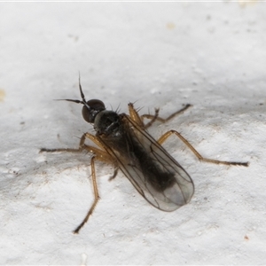 Empididae (family) at Melba, ACT - 24 Sep 2024 11:04 PM