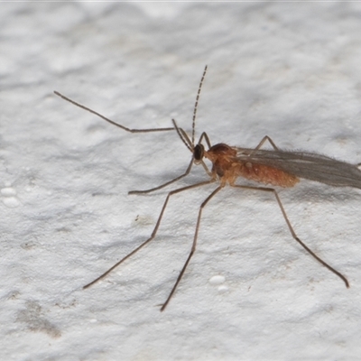 Unidentified Crane fly, midge, mosquito or gnat (several families) at Melba, ACT - 24 Sep 2024 by kasiaaus