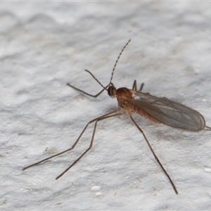 Lestremia (genus) at Melba, ACT - 24 Sep 2024 11:05 PM