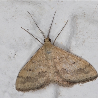 Scopula rubraria (Reddish Wave, Plantain Moth) at Melba, ACT - 24 Sep 2024 by kasiaaus