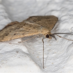 Scopula rubraria at Melba, ACT - 24 Sep 2024