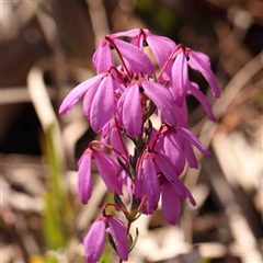 Tetratheca bauerifolia (Heath Pink-bells) at Gundaroo, NSW - 20 Sep 2024 by ConBoekel