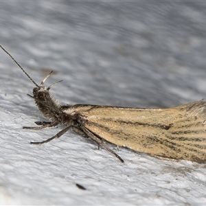 Thema protogramma at Melba, ACT - 24 Sep 2024 11:59 PM