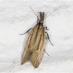 Thema protogramma at Melba, ACT - 24 Sep 2024 11:59 PM