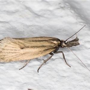 Thema protogramma at Melba, ACT - 24 Sep 2024 11:59 PM