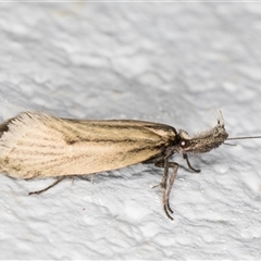 Thema protogramma at Melba, ACT - 24 Sep 2024 11:59 PM