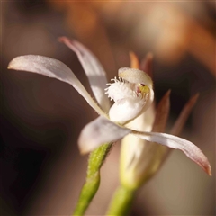 Caladenia ustulata (Brown Caps) at Gundaroo, NSW - 20 Sep 2024 by ConBoekel