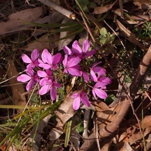 Tetratheca bauerifolia at Gundaroo, NSW - 20 Sep 2024