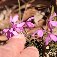 Tetratheca bauerifolia at Gundaroo, NSW - 20 Sep 2024