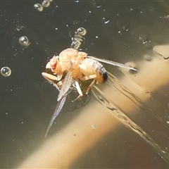 Unidentified True fly (Diptera) at Charleys Forest, NSW - 20 Jun 2024 by arjay