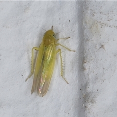 Cicadellidae (family) (Unidentified leafhopper) at Melba, ACT - 24 Sep 2024 by kasiaaus