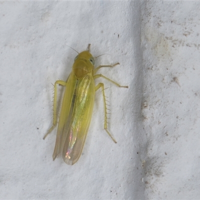 Cicadellidae (family) (Unidentified leafhopper) at Melba, ACT - 24 Sep 2024 by kasiaaus