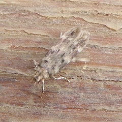 Unverified Moth (Lepidoptera) by arjay