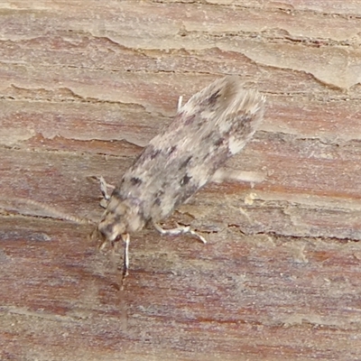 Unverified Moth (Lepidoptera) by arjay