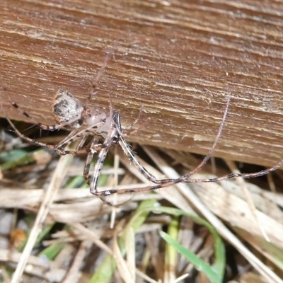 Scytodes sp. (genus) at Charleys Forest, NSW - 17 Jun 2024 by arjay