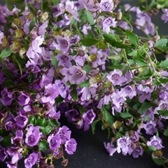 Prostanthera incisa at Cordeaux, NSW - 25 Sep 2024