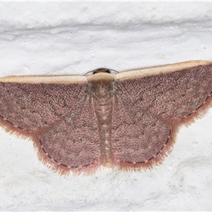 Idaea inversata at Melba, ACT - 24 Sep 2024 11:57 PM