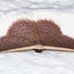 Idaea inversata at Melba, ACT - 24 Sep 2024 11:57 PM