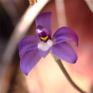 Glossodia major at Gundaroo, NSW - 20 Sep 2024