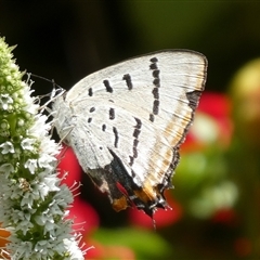 Jalmenus evagoras (Imperial Hairstreak) at Charleys Forest, NSW - 6 Mar 2021 by arjay