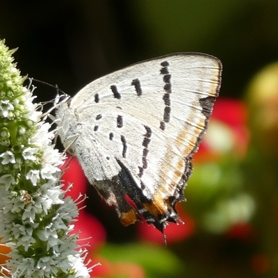 Jalmenus evagoras (Imperial Hairstreak) at Charleys Forest, NSW - 6 Mar 2021 by arjay