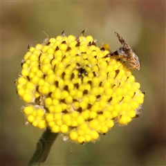 Tephritidae sp. (family) (Unidentified Fruit or Seed fly) at Gundaroo, NSW - 20 Sep 2024 by ConBoekel