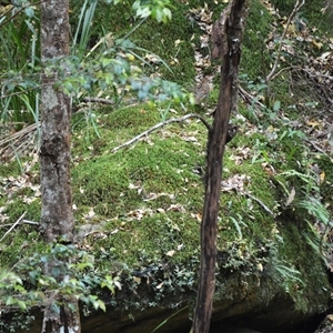 Zoothera lunulata at Jamberoo, NSW - 25 Sep 2024