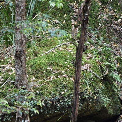 Zoothera lunulata (Bassian Thrush) at Jamberoo, NSW - 25 Sep 2024 by plants