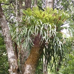 Platycerium bifurcatum (Elkhorn) at Jamberoo, NSW - 25 Sep 2024 by plants