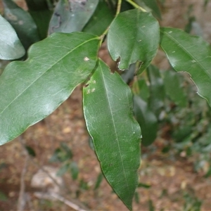 Diospyros pentamera at Jamberoo, NSW - 25 Sep 2024